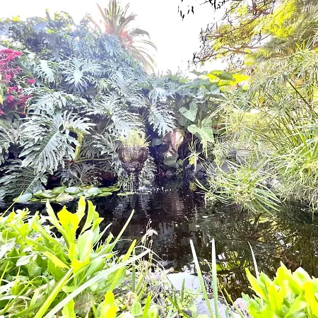 Bright Superior Studio With Wifi, Pool, Terrace In Puerto De La Cruz Apartament *
